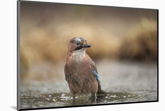 Jay (Garrulus glandarius), Sweden, Scandinavia, Europe-Janette Hill-Mounted Photographic Print