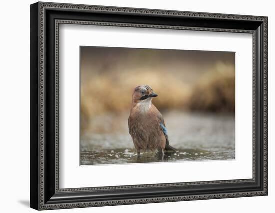 Jay (Garrulus glandarius), Sweden, Scandinavia, Europe-Janette Hill-Framed Photographic Print