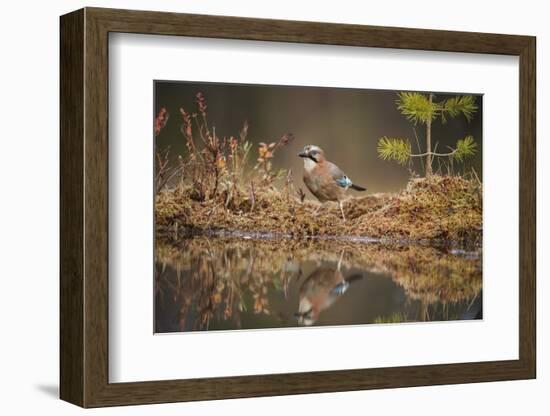 Jay (Garrulus glandarius), Sweden, Scandinavia, Europe-Janette Hill-Framed Photographic Print