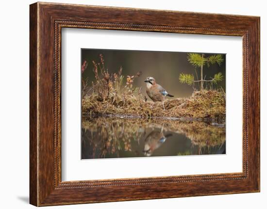 Jay (Garrulus glandarius), Sweden, Scandinavia, Europe-Janette Hill-Framed Photographic Print