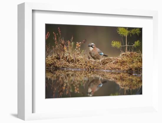 Jay (Garrulus glandarius), Sweden, Scandinavia, Europe-Janette Hill-Framed Photographic Print