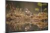 Jay (Garrulus glandarius), Sweden, Scandinavia, Europe-Janette Hill-Mounted Photographic Print