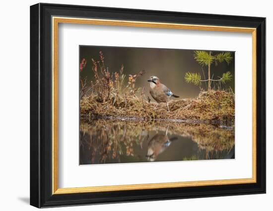 Jay (Garrulus glandarius), Sweden, Scandinavia, Europe-Janette Hill-Framed Photographic Print