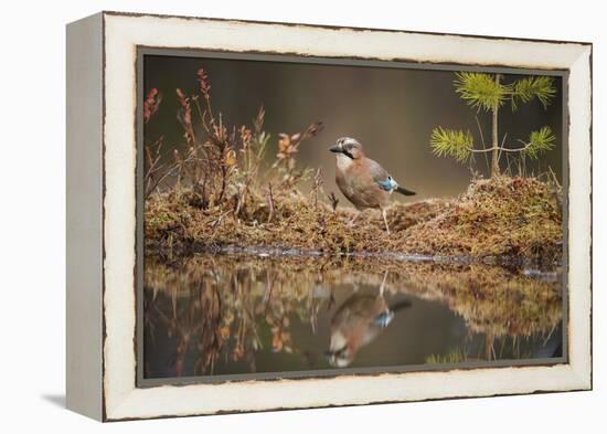 Jay (Garrulus glandarius), Sweden, Scandinavia, Europe-Janette Hill-Framed Premier Image Canvas