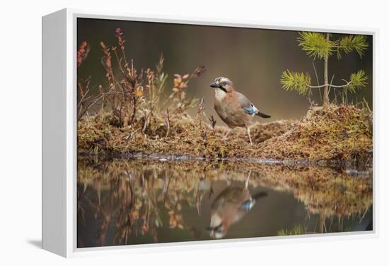 Jay (Garrulus glandarius), Sweden, Scandinavia, Europe-Janette Hill-Framed Premier Image Canvas