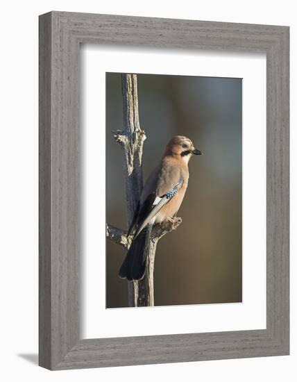 Jay (Garrulus glandarius), Sweden, Scandinavia, Europe-Janette Hill-Framed Photographic Print