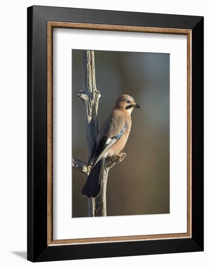 Jay (Garrulus glandarius), Sweden, Scandinavia, Europe-Janette Hill-Framed Photographic Print