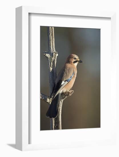 Jay (Garrulus glandarius), Sweden, Scandinavia, Europe-Janette Hill-Framed Photographic Print