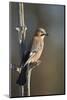 Jay (Garrulus glandarius), Sweden, Scandinavia, Europe-Janette Hill-Mounted Photographic Print