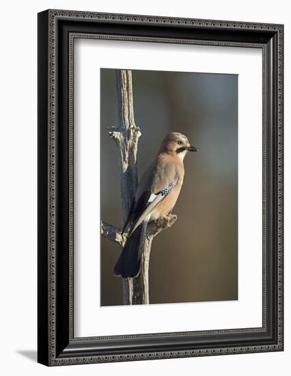 Jay (Garrulus glandarius), Sweden, Scandinavia, Europe-Janette Hill-Framed Photographic Print