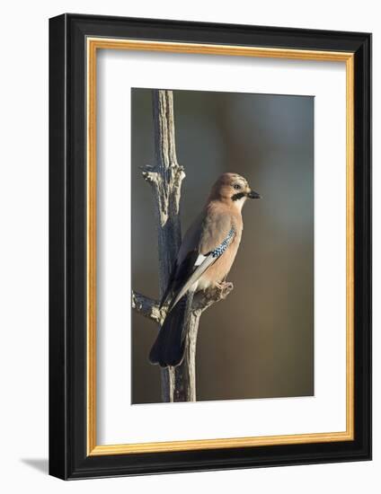 Jay (Garrulus glandarius), Sweden, Scandinavia, Europe-Janette Hill-Framed Photographic Print