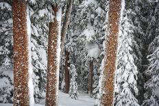 Heavy Snow Clings To The Trees Of The Forest In Vail Colorado-Jay Goodrich-Photographic Print