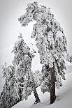 Skis On Walls/Snow Banks Corbet's Cabin Rendezvous Bowl Tramway, Jackson Hole Mt, Teton Village, WY-Jay Goodrich-Framed Premier Image Canvas
