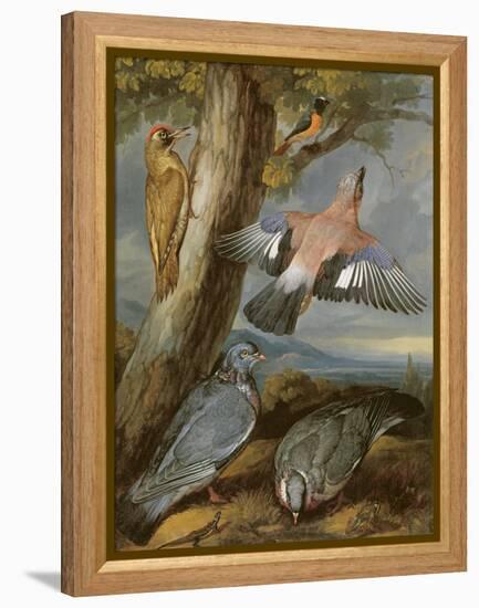 Jay, Green Woodpecker, Pigeons and Redstart, C.1650-Francis Barlow-Framed Premier Image Canvas