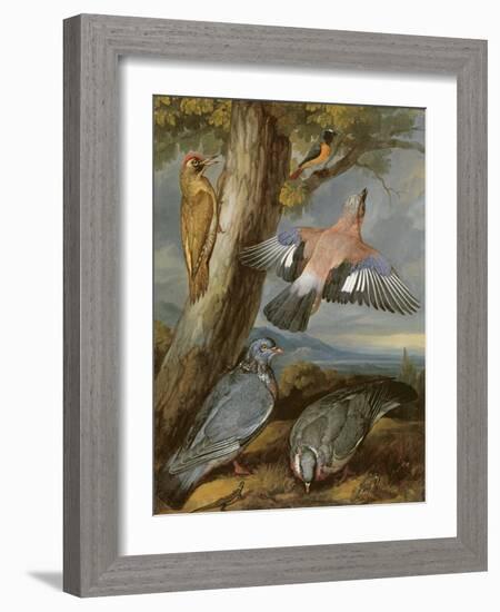 Jay, Green Woodpecker, Pigeons and Redstart, C.1650-Francis Barlow-Framed Giclee Print