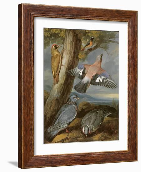 Jay, Green Woodpecker, Pigeons and Redstart, C.1650-Francis Barlow-Framed Giclee Print