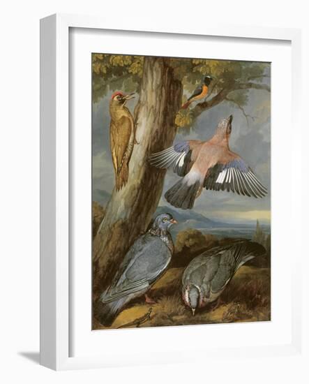 Jay, Green Woodpecker, Pigeons and Redstart, C.1650-Francis Barlow-Framed Giclee Print