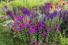USA, Wayne, Pennsylvania. Summer Flowers in Chanticleer Garden-Jay O'brien-Photographic Print