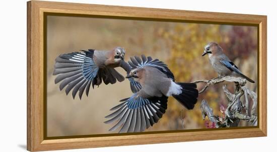 Jay, two fighting in mid-air with another observing. Norway-Markus Varesvuo-Framed Premier Image Canvas