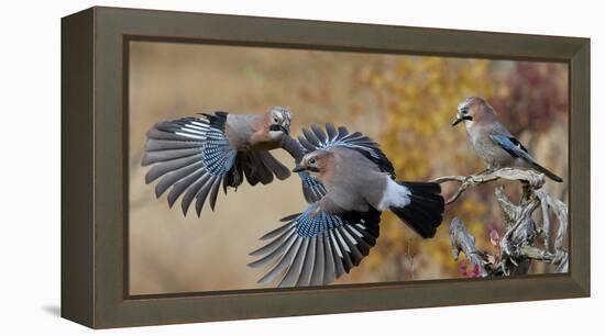 Jay, two fighting in mid-air with another observing. Norway-Markus Varesvuo-Framed Premier Image Canvas