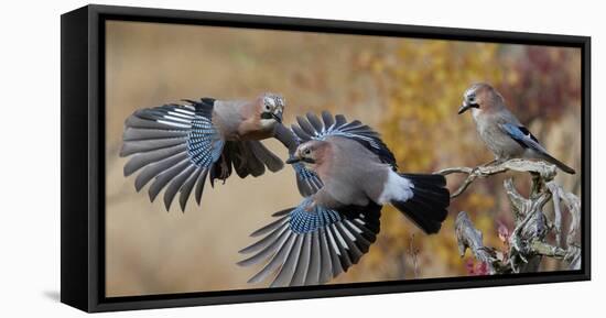 Jay, two fighting in mid-air with another observing. Norway-Markus Varesvuo-Framed Premier Image Canvas