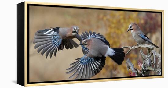 Jay, two fighting in mid-air with another observing. Norway-Markus Varesvuo-Framed Premier Image Canvas