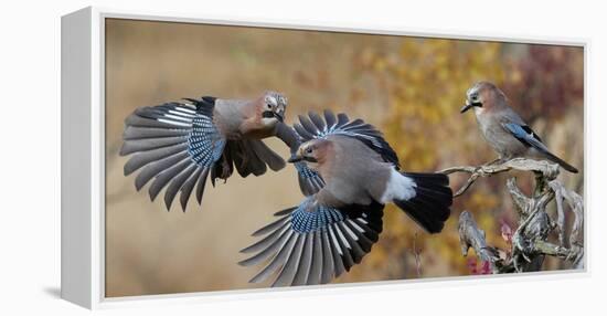 Jay, two fighting in mid-air with another observing. Norway-Markus Varesvuo-Framed Premier Image Canvas