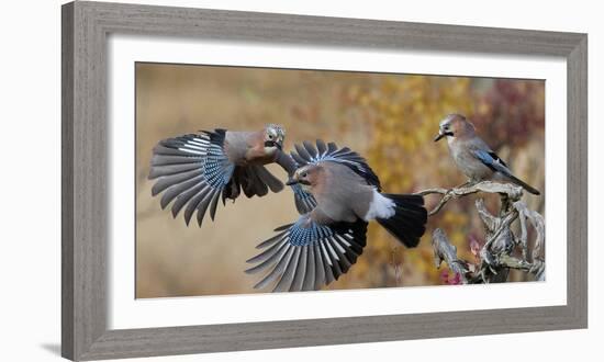 Jay, two fighting in mid-air with another observing. Norway-Markus Varesvuo-Framed Photographic Print