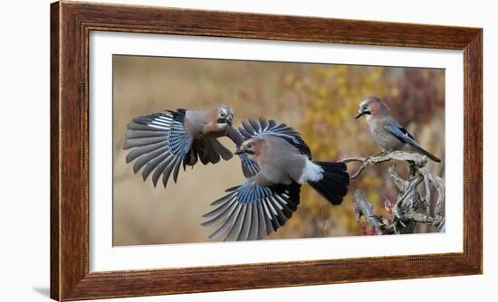 Jay, two fighting in mid-air with another observing. Norway-Markus Varesvuo-Framed Photographic Print