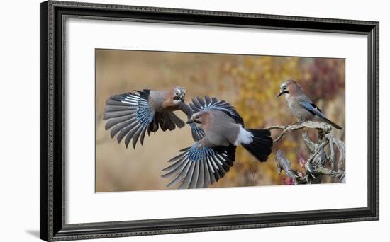 Jay, two fighting in mid-air with another observing. Norway-Markus Varesvuo-Framed Photographic Print