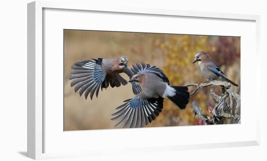 Jay, two fighting in mid-air with another observing. Norway-Markus Varesvuo-Framed Photographic Print