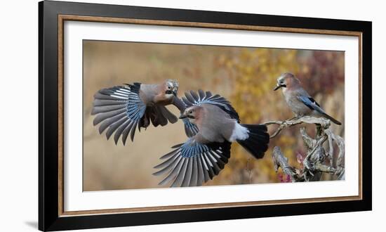 Jay, two fighting in mid-air with another observing. Norway-Markus Varesvuo-Framed Photographic Print