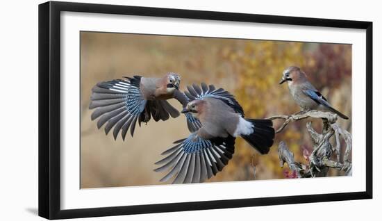 Jay, two fighting in mid-air with another observing. Norway-Markus Varesvuo-Framed Photographic Print