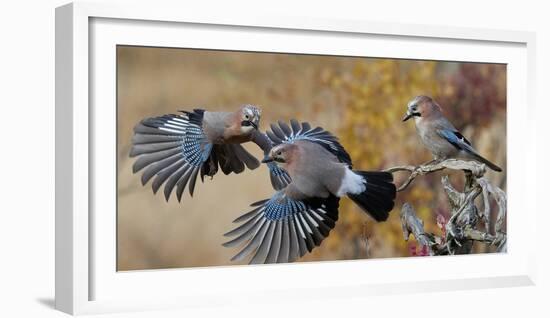 Jay, two fighting in mid-air with another observing. Norway-Markus Varesvuo-Framed Photographic Print