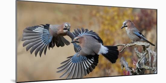 Jay, two fighting in mid-air with another observing. Norway-Markus Varesvuo-Mounted Photographic Print