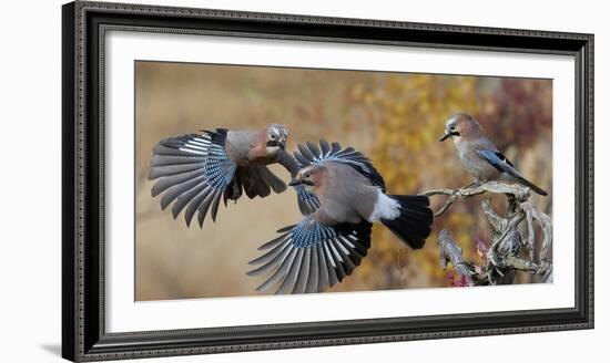 Jay, two fighting in mid-air with another observing. Norway-Markus Varesvuo-Framed Photographic Print