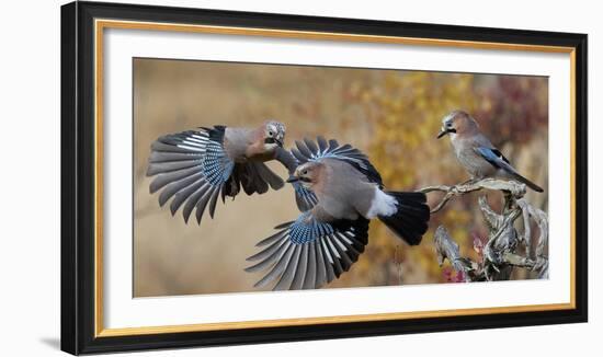 Jay, two fighting in mid-air with another observing. Norway-Markus Varesvuo-Framed Photographic Print