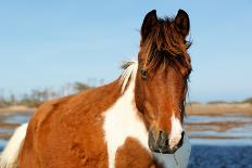 Wild Horse at Chincoteague National Wildlife Refuge, Virginia, Usa.-Jay Yuan-Framed Photographic Print