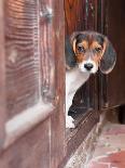 Portrait Of A Cute Beagle Puppy Sitting On Doorstep-jaycriss-Framed Photographic Print
