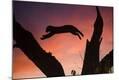 Photographic Print