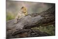 Photographic Print