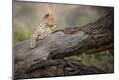 Photographic Print