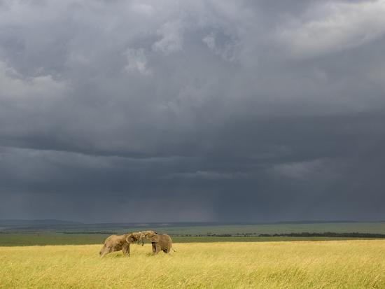 Photographic Print, , large