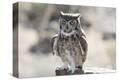 Stretched Canvas Print