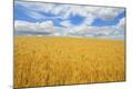 Premium Photographic Print