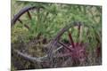 Premium Photographic Print