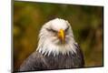 Premium Photographic Print