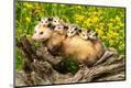 Photographic Print