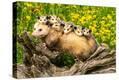Stretched Canvas Print