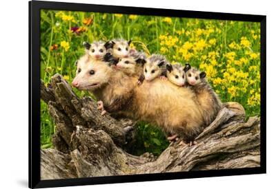 Caring for Possums [ペーパーバック] Smith， Barbara Possum Crossbody bag | Heather Sparks Art